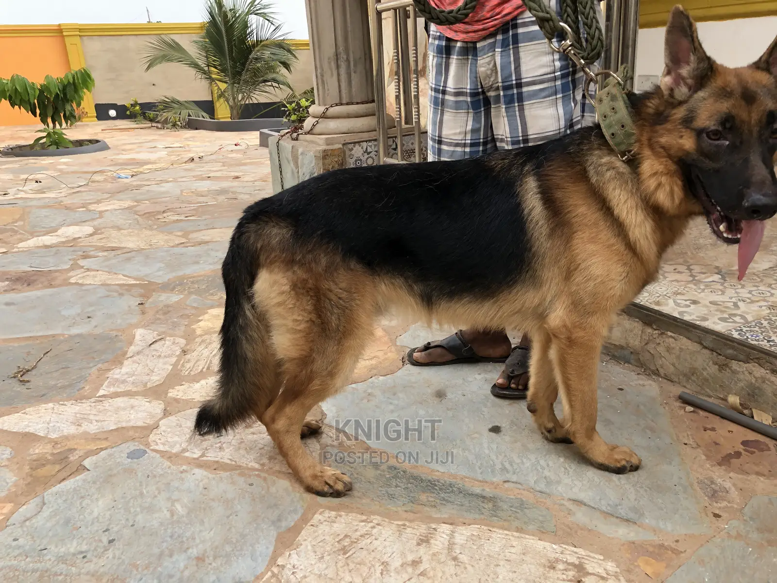 German Shepherd for Stud (Crossing)