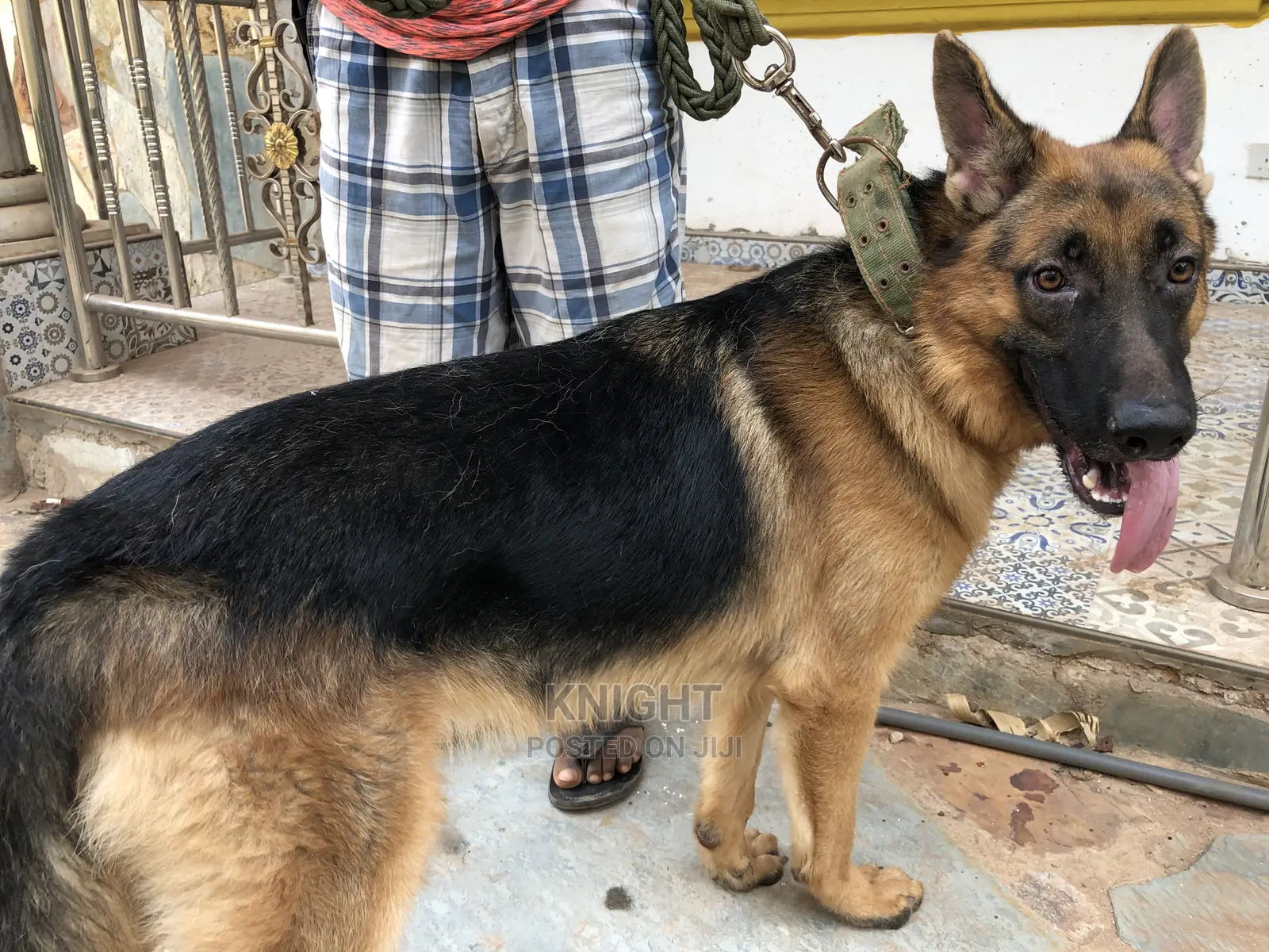 German Shepherd for Stud (Crossing)