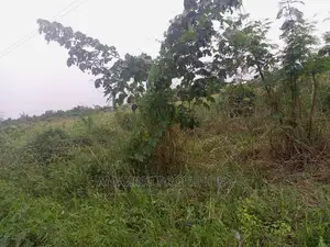 50acres of Mango Farm Land Available for Sale At