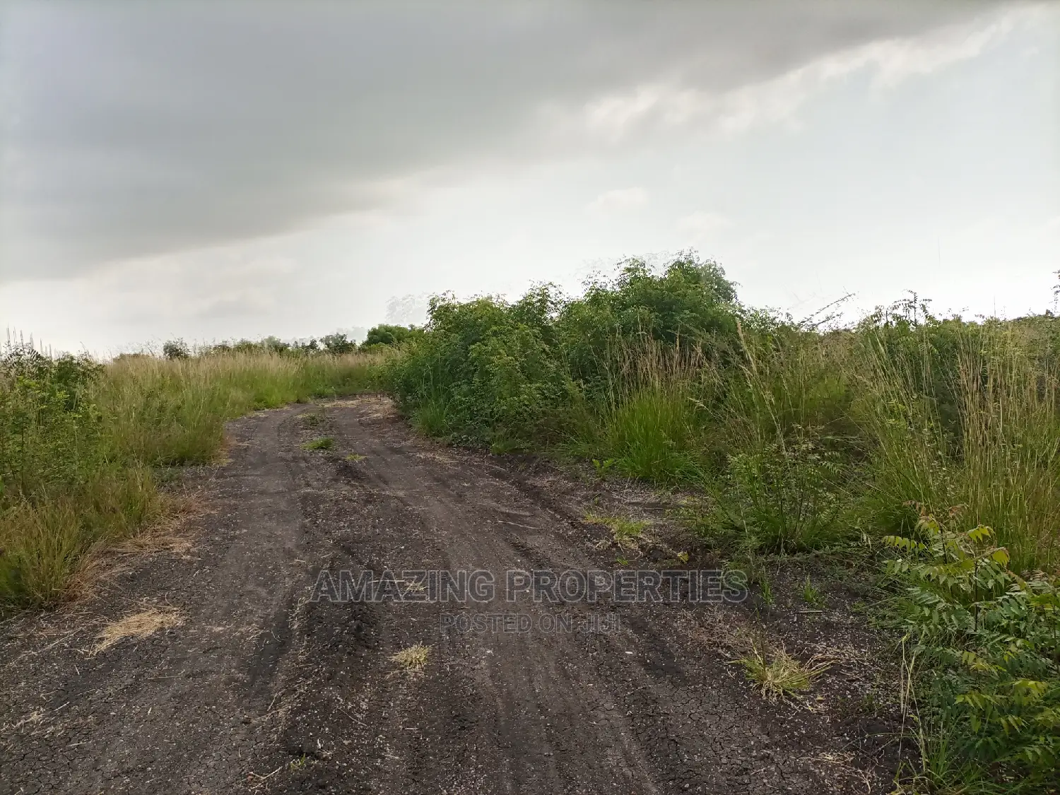 50acres of Mango Farm Land for Sale at Agomeda