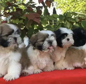 1-3 months Male Purebred Shih Tzu