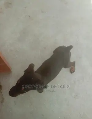 1-3 months Female Purebred Doberman Pinscher
