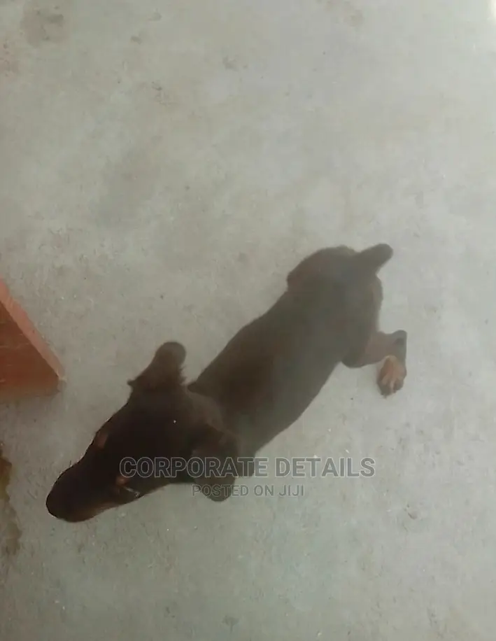 1-3 months Female Purebred Doberman Pinscher
