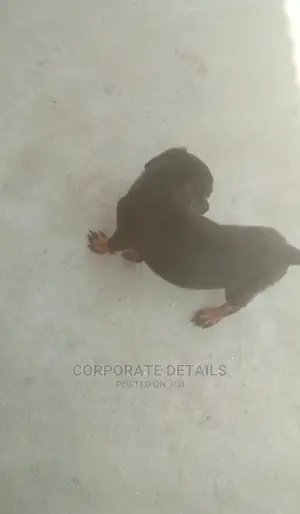 1-3 months Female Purebred Doberman Pinscher