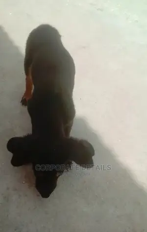 1-3 months Female Purebred Doberman Pinscher