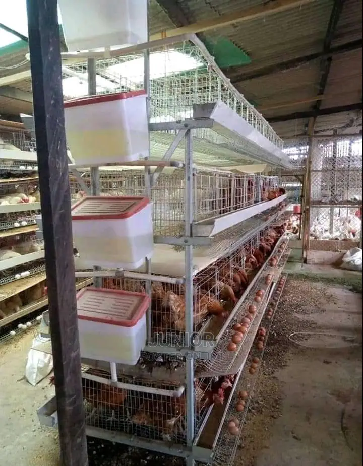 Strongest Chicken Cages
