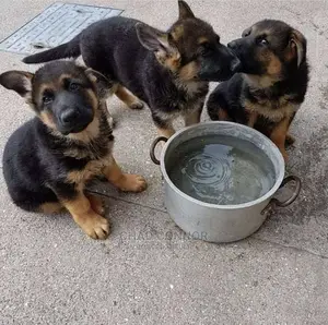 1-3 months Female Purebred German Shepherd