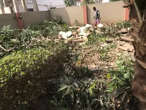Chain Saw Operator - Accra