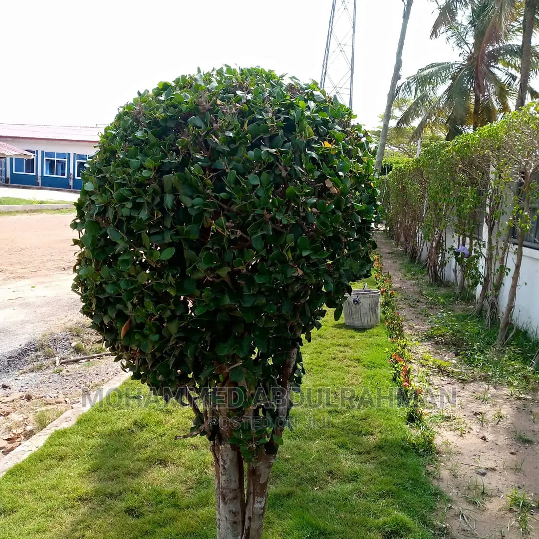 Healthy Garden Maintenance