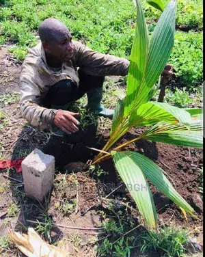 All Varieties of Coconut Seedlings