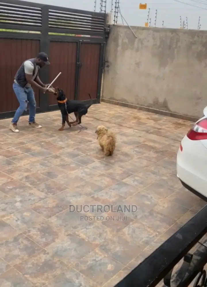 Dog Trainer