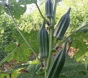 Ewe Okro(Abelmoscus Esculentus)