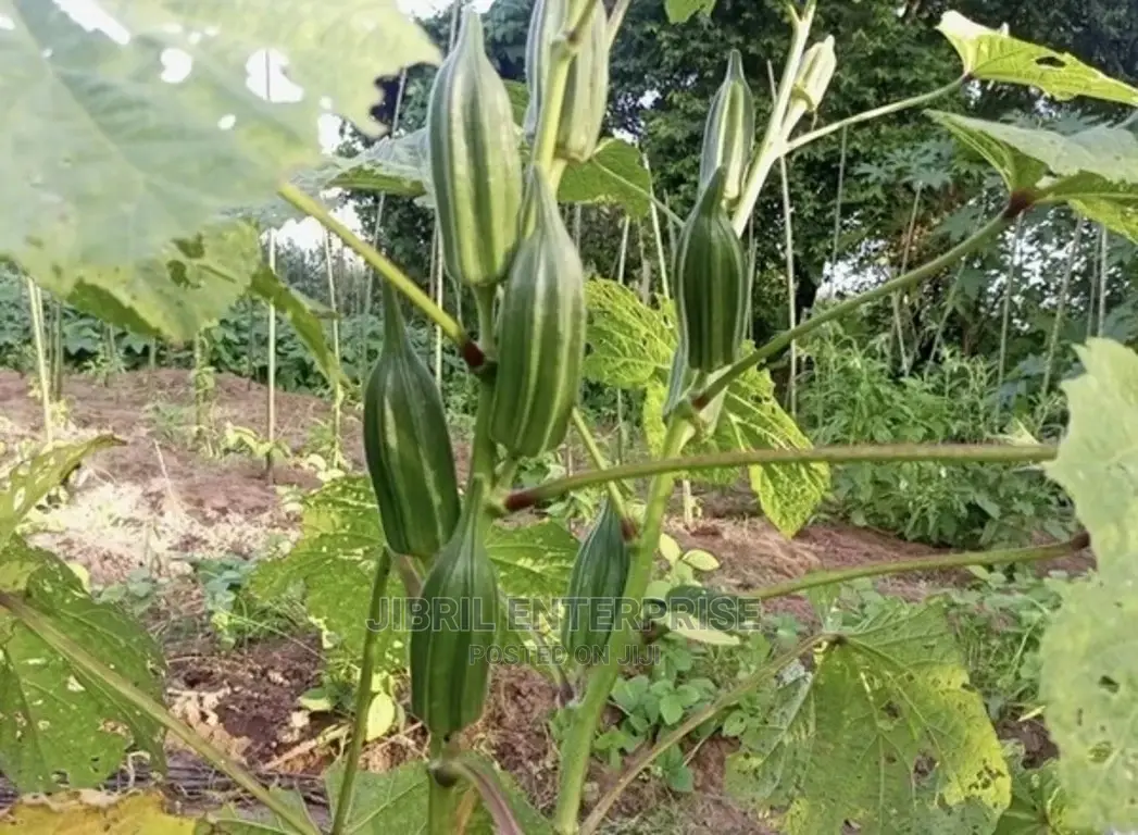 Ewe Okro(Abelmoscus Esculentus)