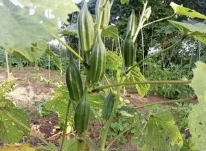 Ewe Okro(Abelmoscus Esculentus)
