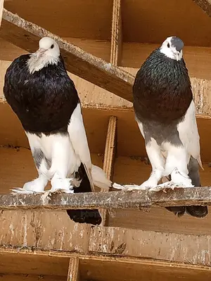 Mr Randy (Bird Master)