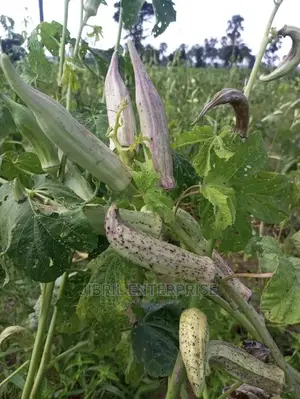 Long Burgundy Okro(Abelmoscus Esculentus)