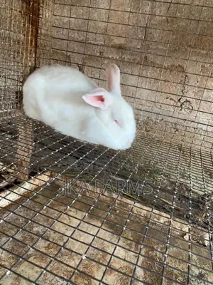 Rabbit For Sale