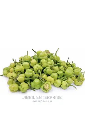 Kpakposhito Pepper, Butt Cheek Pepper (Solanum Chinese)