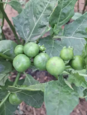 Nigerian Eggplant