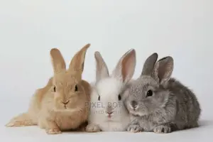 Rabbits for Sale