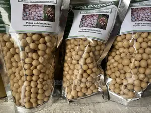 Nigerien Yellow Bambara Beans