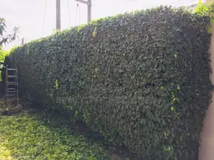 Bossgarden Is Here to Serve You All Kinds of Gardening Works