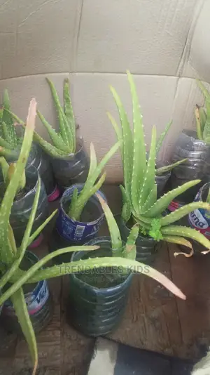 Aloe Vera Plant