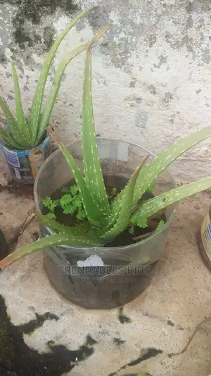 Aloe Vera Plant