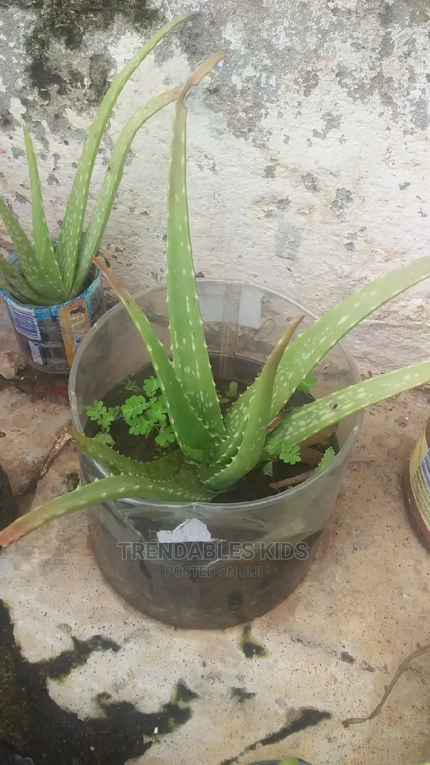 Aloe Vera Plant