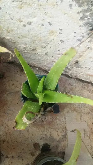 Aloe Vera Plant