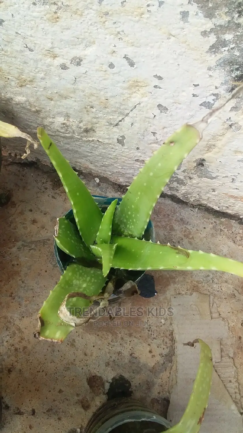 Aloe Vera Plant