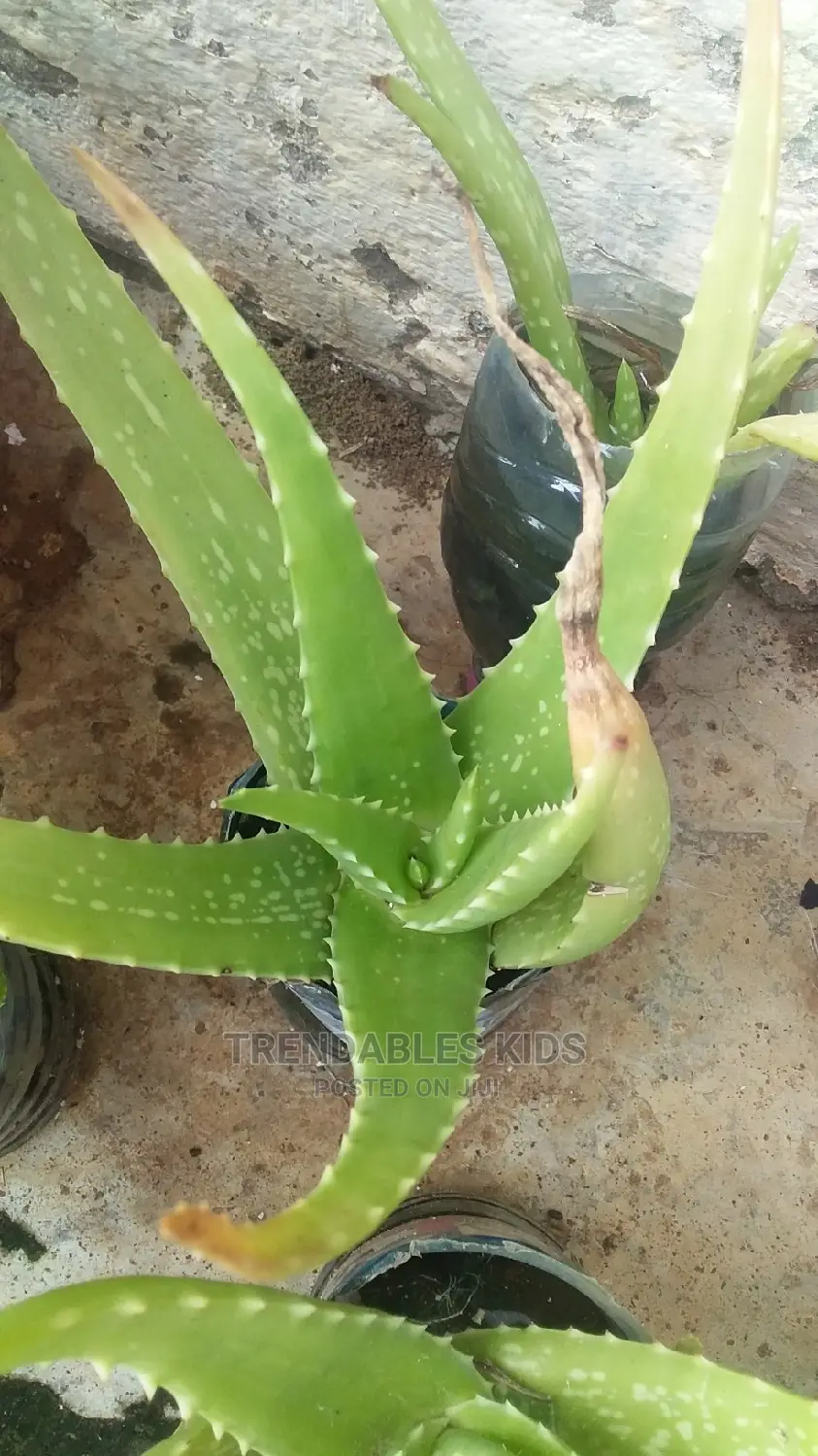 Aloe Vera Plant