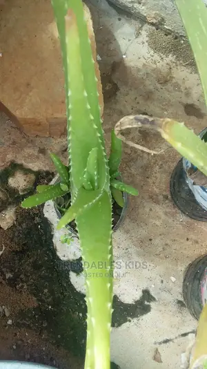 Aloe Vera Plant