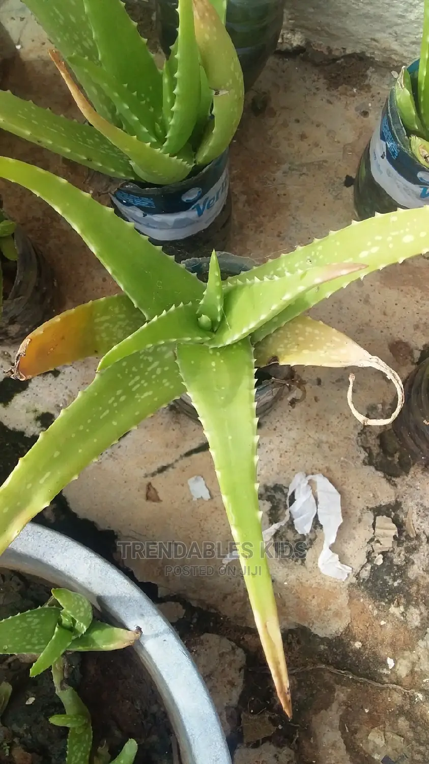 Aloe Vera Plant