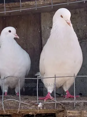 Birds Master