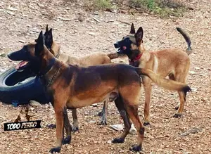 1-3 months Female Purebred Belgian Malinois
