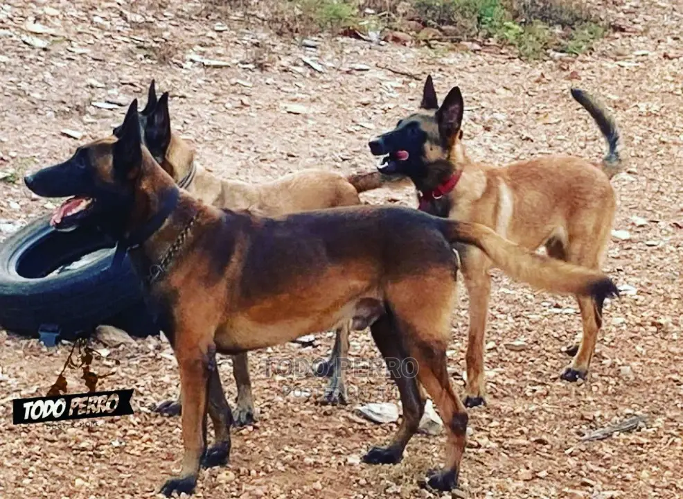 1-3 months Female Purebred Belgian Malinois