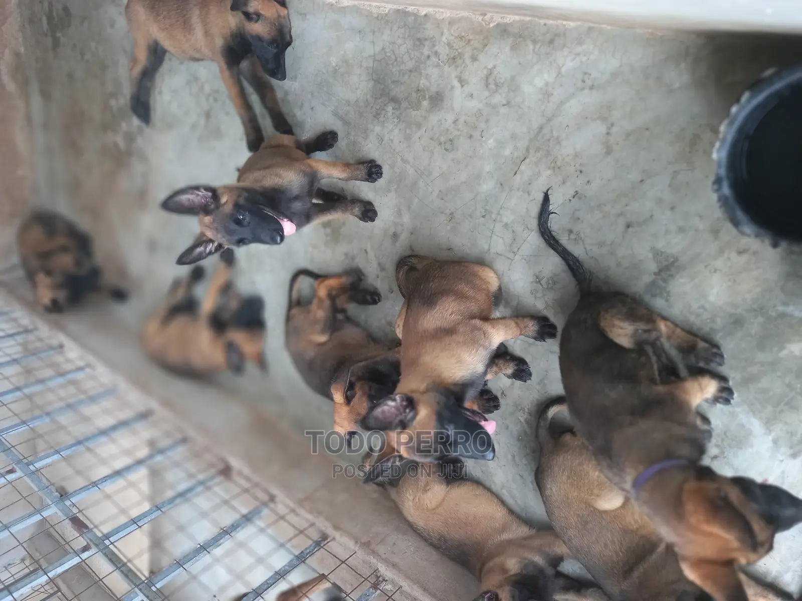 1-3 months Female Purebred Belgian Malinois