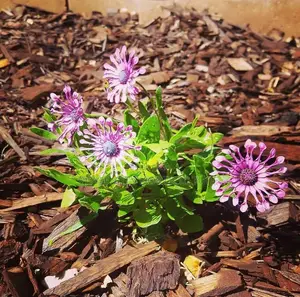 All Gardening Services