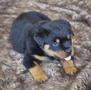 1-3 months Male Purebred Rottweiler