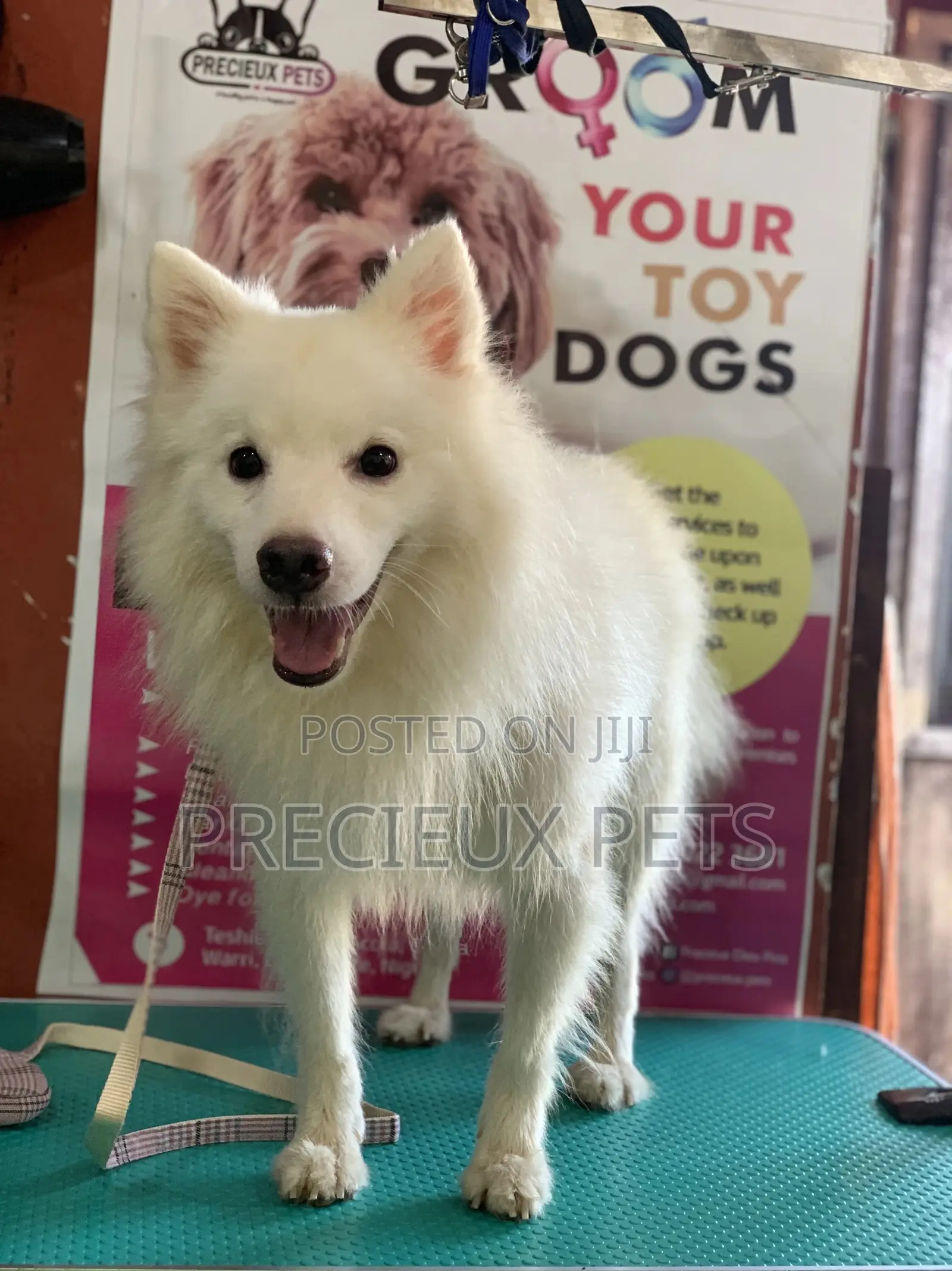 Stud Services For Poodles, Maltese, Havanese