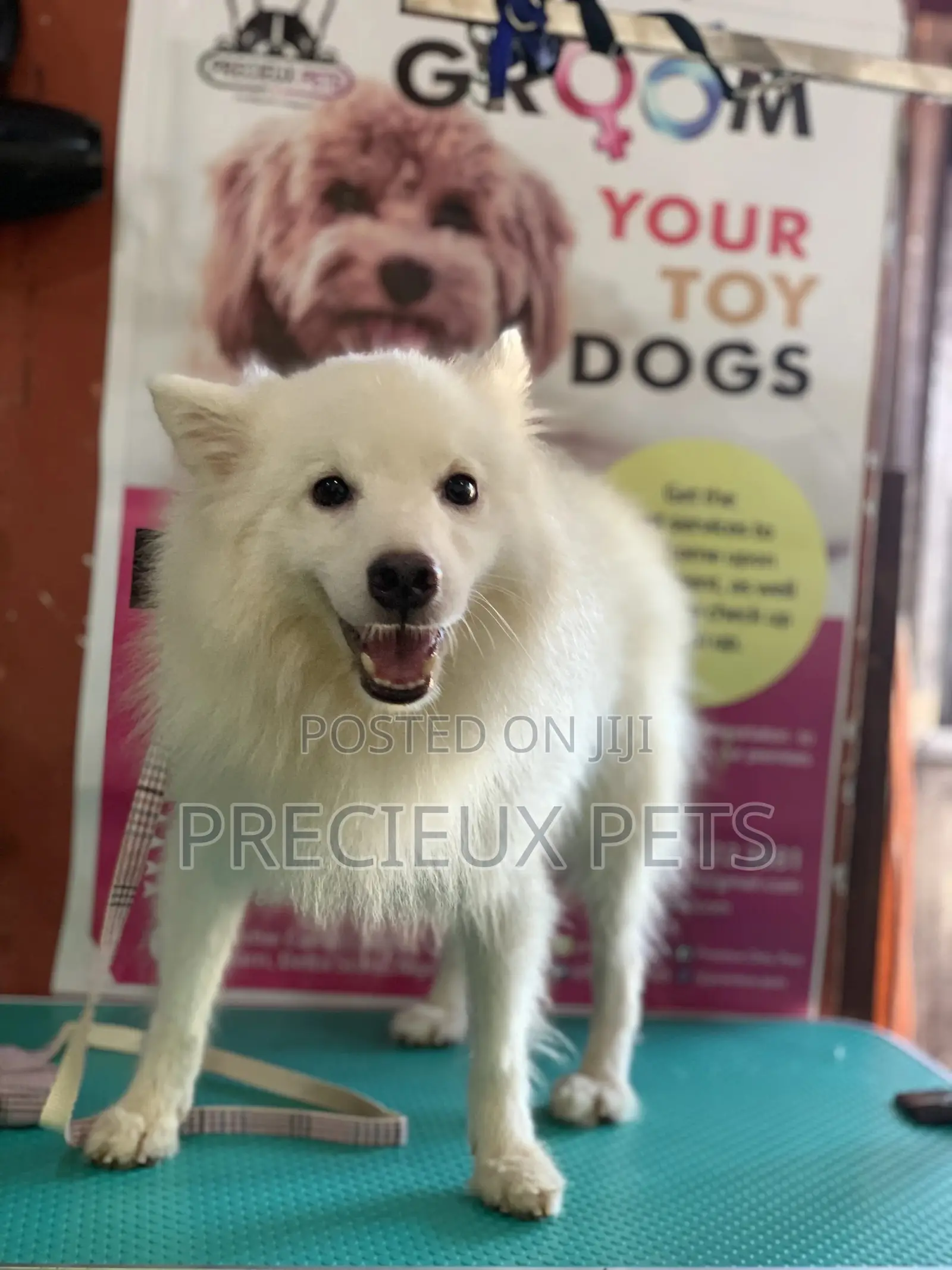 Stud Services For Poodles, Maltese, Havanese