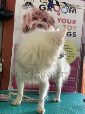 Stud Services For Poodles, Maltese, Havanese