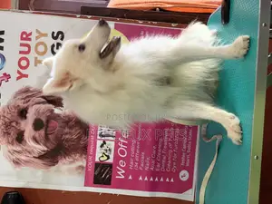 Stud Services For Poodles, Maltese, Havanese