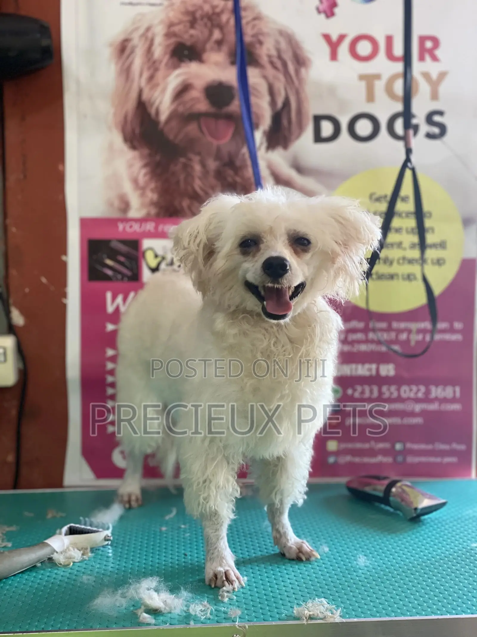 Stud Services For Poodles, Maltese, Havanese