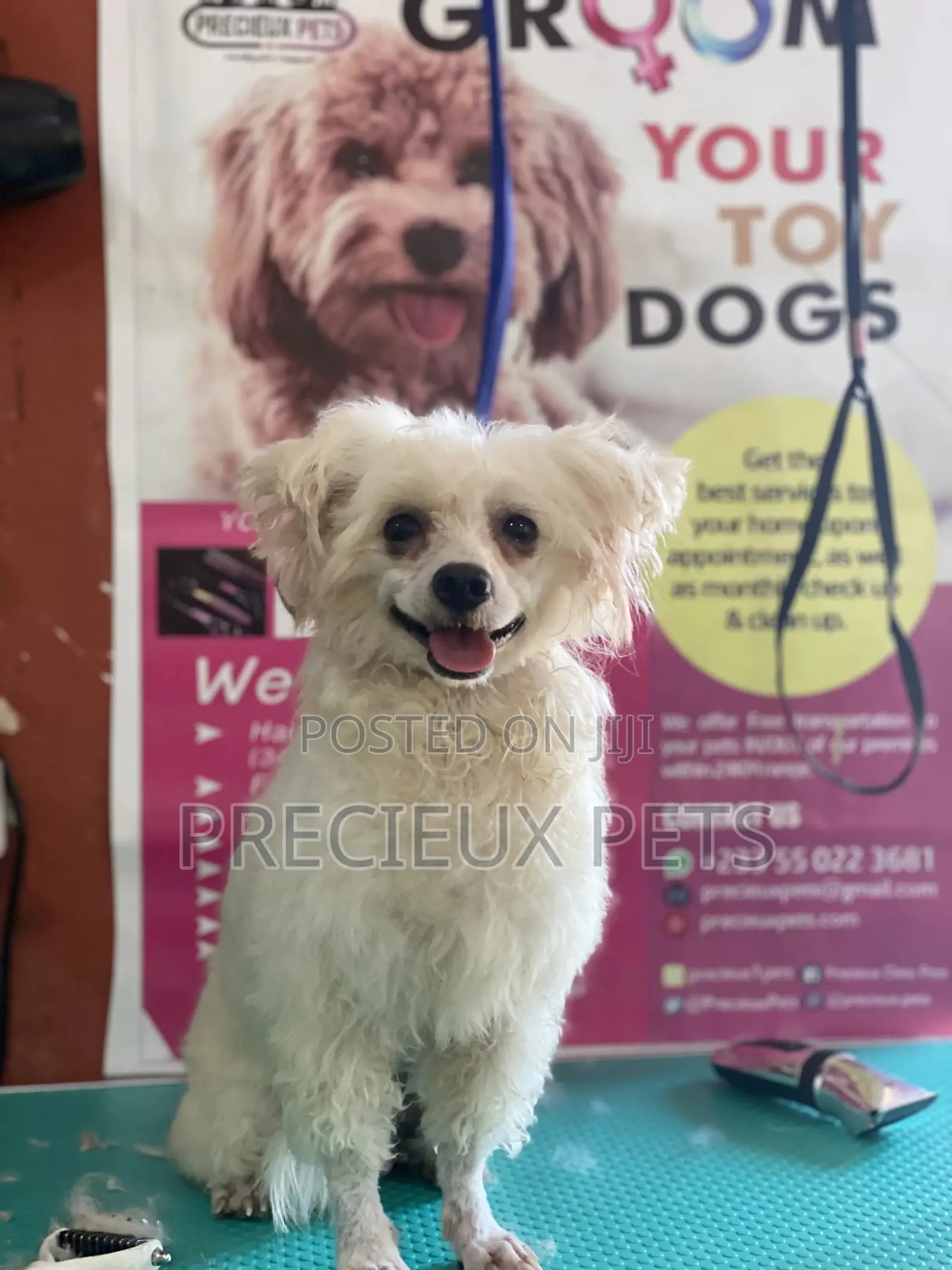 Stud Services For Poodles, Maltese, Havanese