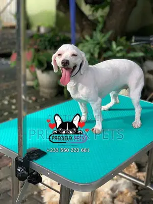 Deluxe Grooming Service at Precieux Pets