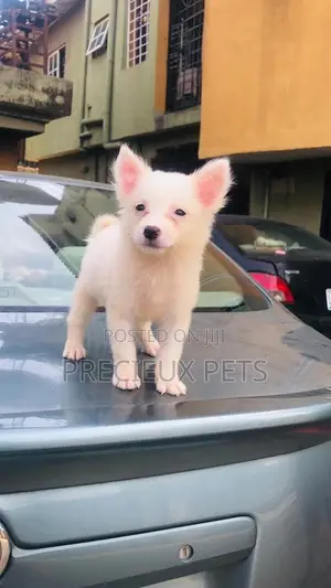 Full Option Grooming Service at Precieux Pets