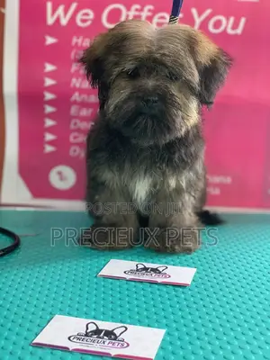 Basic Grooming Service at Precieux Pets