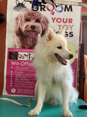 Selective Grooming Service at Precieux Pets